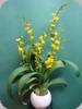 Howeara C.T. Lovely Moon Beauty